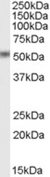 COX4I1 Antibody