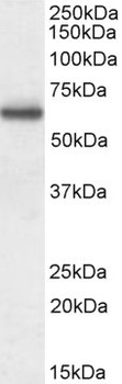 Coronin 1 Antibody