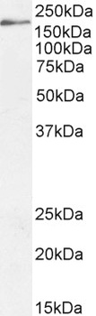 COMT Antibody