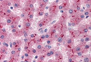 CFH Antibody