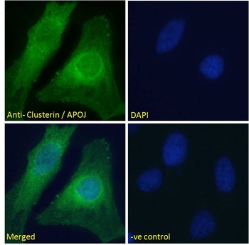 CLU Antibody