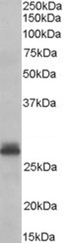 CLU Antibody