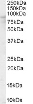 CHMP5 Antibody