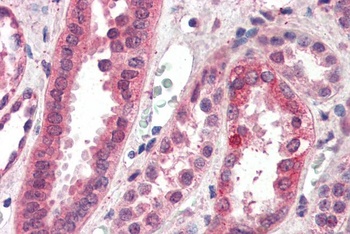 CENPF Antibody