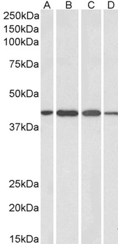 ADAP1 Antibody