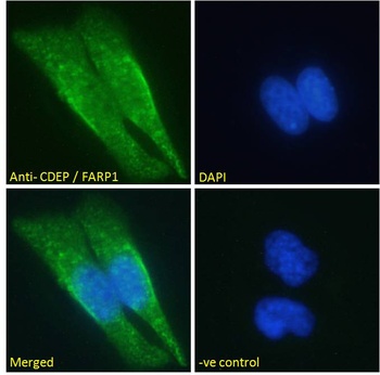 FARP1 Antibody