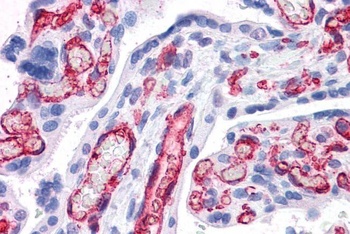 FCGR2B Antibody