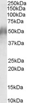 FCGR2B Antibody