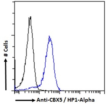 CBX5 Antibody