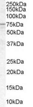 Catenin alpha 1 Antibody