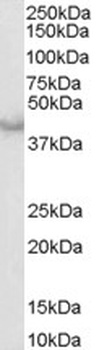CASP4 Antibody