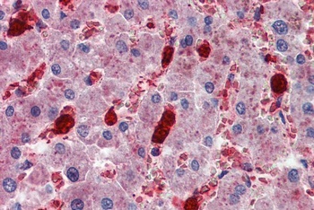 CADM4 Antibody