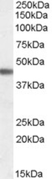 CADM4 Antibody