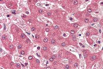 BIN1 Antibody