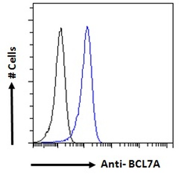 BCL7A Antibody
