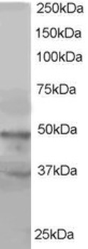 ACTL6A/ACTL6B Antibody