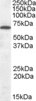 EIF3M Antibody