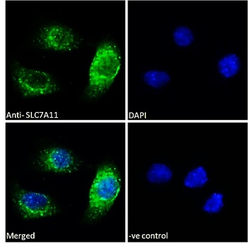 SLC7A11 Antibody