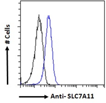 SLC7A11 Antibody