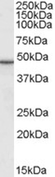 SLC7A11 Antibody