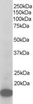 ARPC3 Antibody