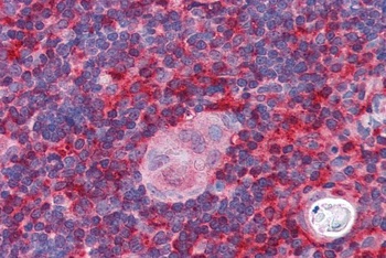 ARP2-3 Antibody