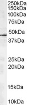 ACTR1A Antibody