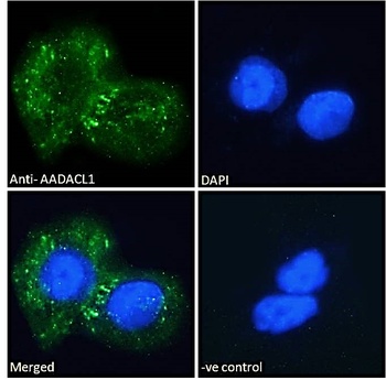 CYP19A1 Antibody