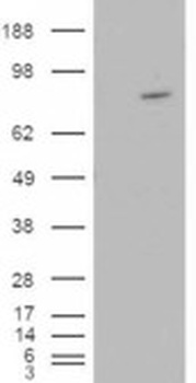 ARHGEF4 Antibody