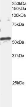ARFGAP3 Antibody