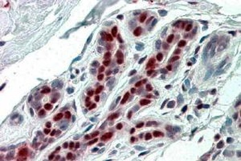 APRIL Antibody