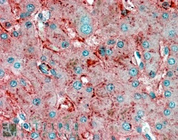 APOE Antibody