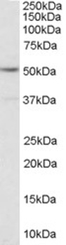 APOE Antibody