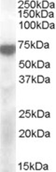 APOBEC2 Antibody