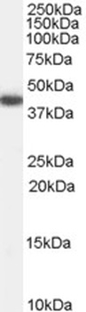 APOA4 Antibody