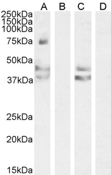 APOA4 Antibody