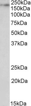 APBB1 Antibody