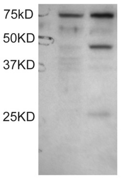TFAP2C Antibody