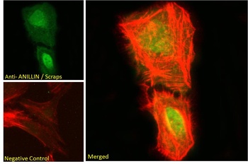 ANLN Antibody