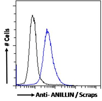 ANLN Antibody