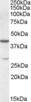 SERPINF2 Antibody