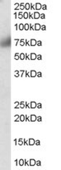 AKAP9 Antibody