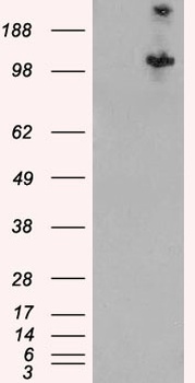TSC1 Antibody
