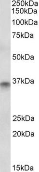 TSC1 Antibody