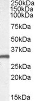 ADRA2A Antibody