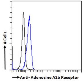ADORA2B Antibody