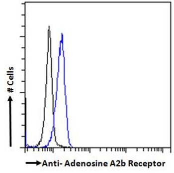 Adenosine A2 beta Receptor Antibody