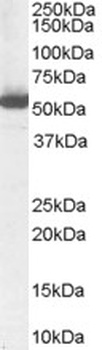 ADORA2A Antibody