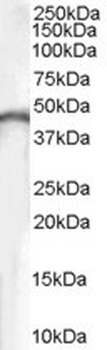 CDX2 Antibody