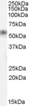 ABHD5 Antibody